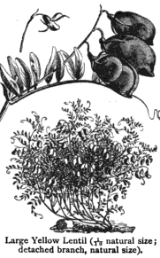 illustration of yellow lentils