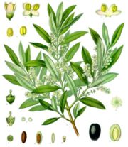 olives and tree, schematic illustration