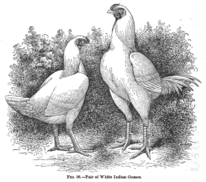 pair of white hens