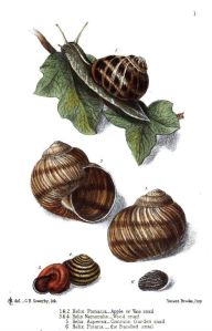 escargot snails
